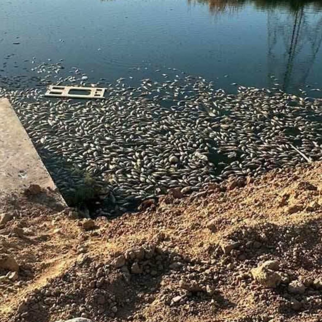 Mueren Decena de Peces en la Laguna Campestre de Mexicali, Baja California